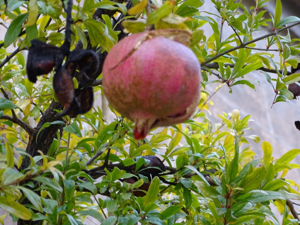 la grenade, symbole de l'Ordre hospitalier Saint Jean de Dieu